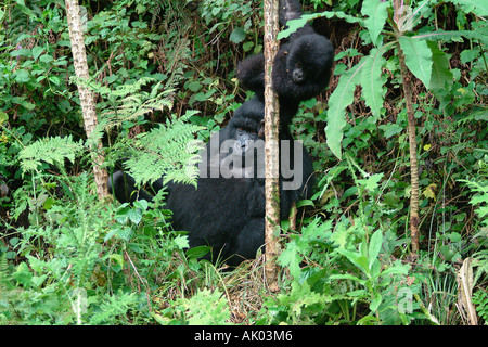 Gorilla di Montagna Foto Stock