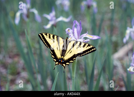 Ritratto di un Western tiger a coda di rondine butterfly Papilio rutulus su Wild montagna rocciosa Iris Foto Stock