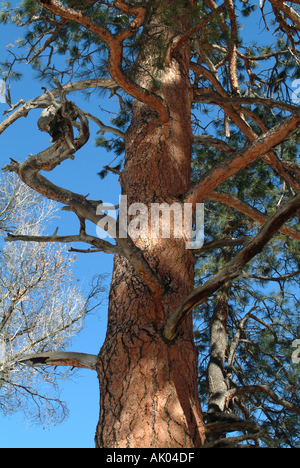 Vista della Ponderosa Pine tronco al Bandelier National Monument Nuovo Messico Stati Uniti America STATI UNITI D'AMERICA Foto Stock