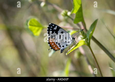 Talicada nyseus. Red Pierrot butterfly nella campagna indiana Foto Stock