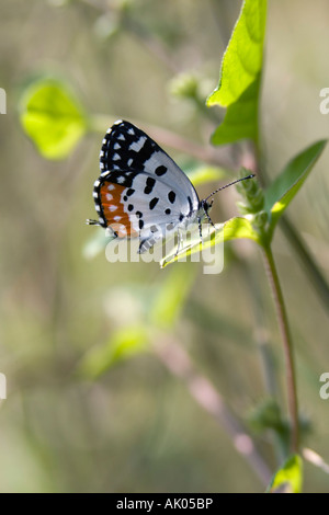 Talicada nyseus. Red Pierrot butterfly nella campagna indiana Foto Stock