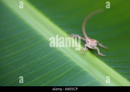 Tiny lizard sulla foglia di banano. India Foto Stock