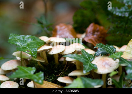 Un piccolo cluster di funghi/funghi crescente a partire da un ceppo di albero in East Devon Foto Stock