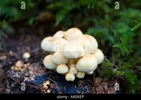 Un piccolo cluster di funghi/funghi crescente a partire da un ceppo di albero in East Devon Foto Stock