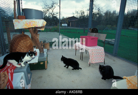 Animal Shelter / Eisenach / Tierheim Foto Stock