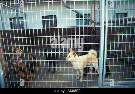 Animal Shelter / Eisenach / Tierheim Foto Stock