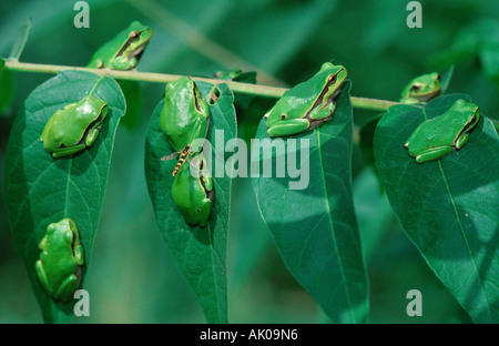 Il rospo ad albero / Raganella / Laubfrosch Foto Stock