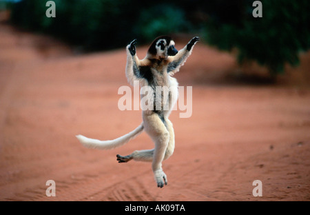 La Verraux Sifaka / Larvensifaka Foto Stock