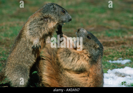 Marmotta alpina Foto Stock