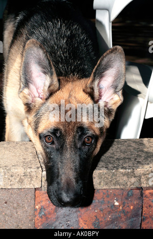 Pastore Tedesco femmina 8 mesi- Canis lupus domesticus- Famiglia Canidae Foto Stock