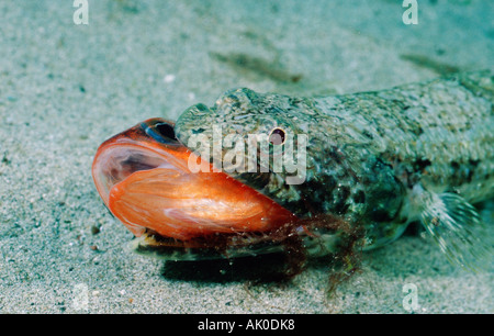 Comuni pesci lucertola Foto Stock