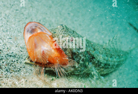 Comuni pesci lucertola Foto Stock