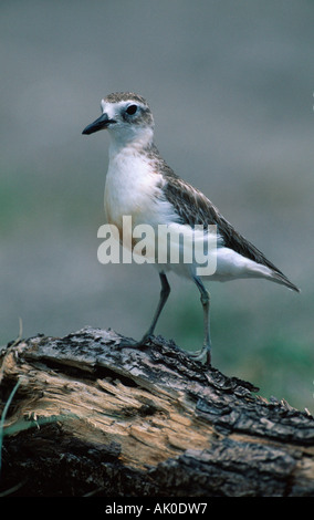 Nuova Zelanda Dotterel / Maori-Regenpfeifer / Bergregenpfeifer Foto Stock