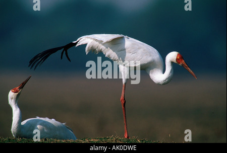 Grande gru bianca / gru siberiana Schneekranich / / Nonnenkranich Foto Stock