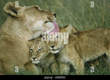 Ritratto di leonessa a leccare le sue due giovani cubs che nestle vicino Masai Mara riserva nazionale del Kenya Africa orientale Foto Stock