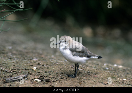 Red-capped Plover- [Charadrius alexandrinus] ruficapillus Foto Stock