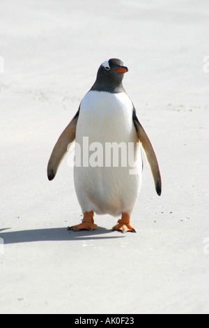 Un pinguino papua Pygoscelis papua su una perfetta spiaggia sabbiosa sull isola di carcassa nelle isole Falkland Foto Stock