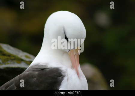 Nero browed Albatross sono protetti da ex gli allevatori di pecore su Westpoint island nelle isole Falkland Foto Stock