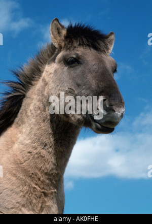 Cavallo di Konik Foto Stock