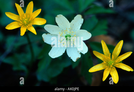 Anemone legno / Lesser Celandine Foto Stock