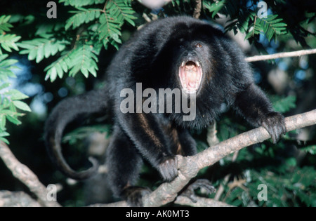 Nero scimmia urlatrice Foto Stock