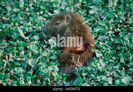 E Carpincho Wattled Jacana Foto Stock