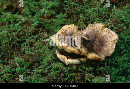 Pollo fritto fungo Foto Stock