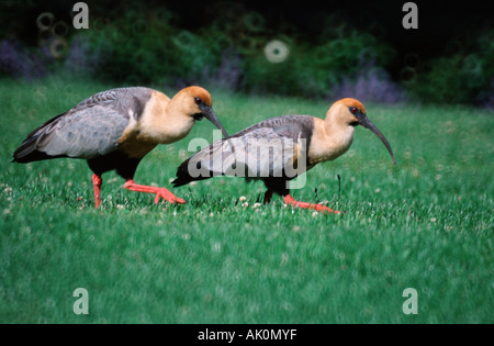 Buff-Ibis a collo alto Foto Stock