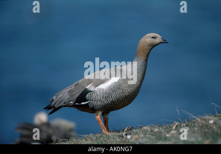 Ruddy-headed Goose Foto Stock