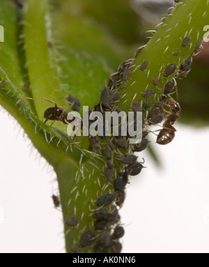 Black Ant. Lavoratore Nero Garden Ant melata di mungitura dalla mandria di femmina Fagiolo Nero afidi Surrey in Inghilterra Luglio Foto Stock