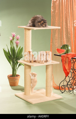 Quattro gattini e cat su scratching post Foto Stock