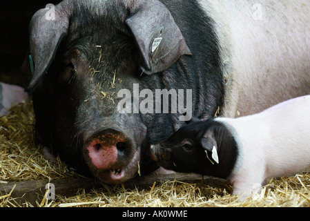 Suini domestici Hausschwein / / Hallisches Schwein Foto Stock