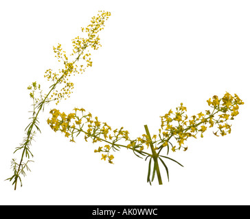 Lady's Bedstraw. Pianta intera macro flowerheads Surrey in Inghilterra Agosto Foto Stock