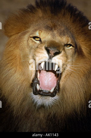 African Lion Roaring modello animale Foto Stock