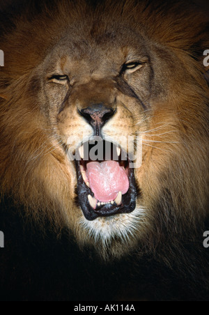 African Lion Roaring modello animale Foto Stock