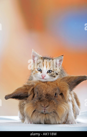 Amicizia animali : gatto domestico gattino giacente su lop-eared Dwarf Rabbit Foto Stock