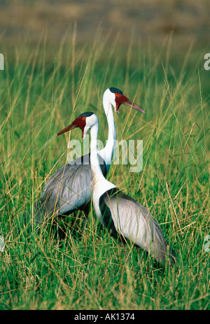 Wattled gru Grus carunculatus abita nelle praterie umide Southern Africa orientale Foto Stock