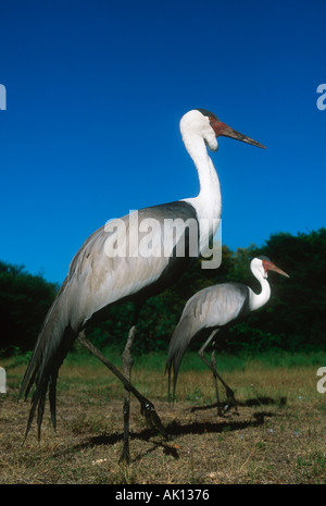 Wattled gru Grus carunculata in via di estinzione Africa Subsahariana Foto Stock