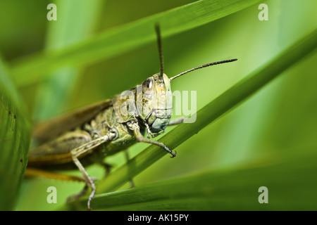 Prato grasshopper sulla lama di erba / Chorthippus parallelus Foto Stock