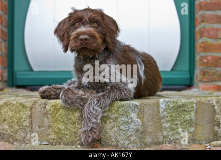 Wirehaired che punta Griffon. Cucciolo disteso davanti a una porta d'ingresso Foto Stock