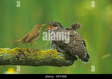 Eurasian Reed trillo (Acrocephalus scirpaceus) alimentazione (cuculo Cuculus canorus) pulcino Foto Stock