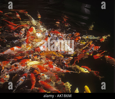 Koi Carp (Cyprinus carpio). Pesci di diverse colorazioni che si nutrono in un laghetto da giardino Foto Stock