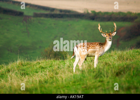 A maggese Stag sorgeva sul pendio di una collina in Gloucestershire Foto Stock