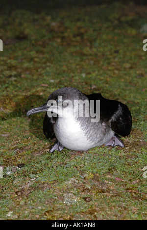 Manx shearwater Puffinus puffinus sul suolo skokholm GALLES Foto Stock