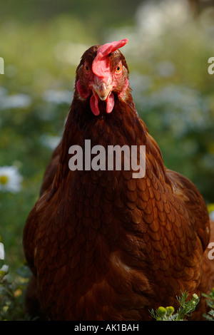 Punto di laici pollo Pullet Foto Stock
