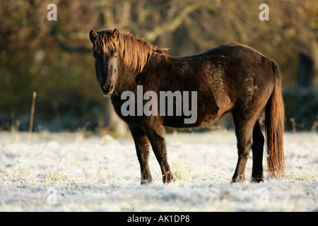 Islandese cavallo Islandpony / / / Islandpferd Islaender Foto Stock