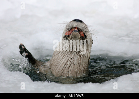 Lontra canadese / Lontra di fiume / Kanadischer Otter Foto Stock