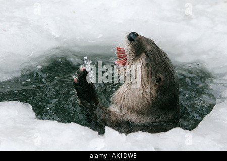 Lontra canadese / Lontra di fiume / Kanadischer Otter Foto Stock