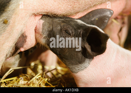 Suini domestici Hausschwein / / Hallisches Schwein Foto Stock