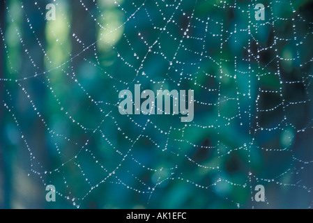 Spider Web con inizio Rugiada di mattina Foto Stock